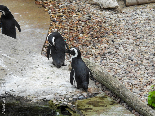 para pingwinów w ogrodzie zoologicznym
