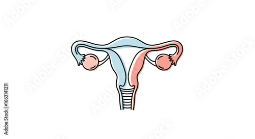 Detailed illustration of the female reproductive system for medical education and healthcare resources