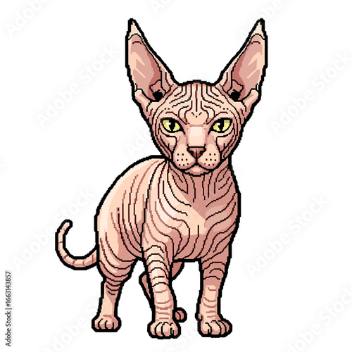 A hairless Sphynx cat, pink-toned, stands alert with large ears.