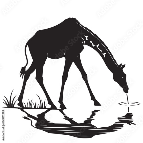 Giraffe drinking from river silhouette