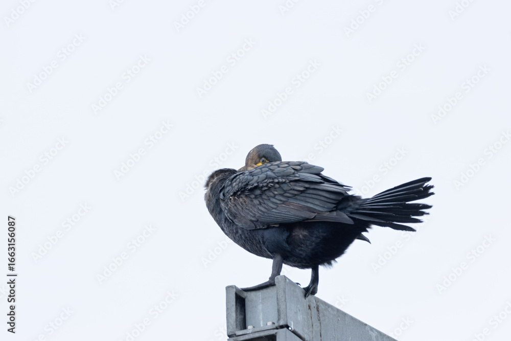 Naklejka premium Great Cormorant (Phalacrocorax carbo) widespread along coasts and inland waters across Europe Asia and Africa