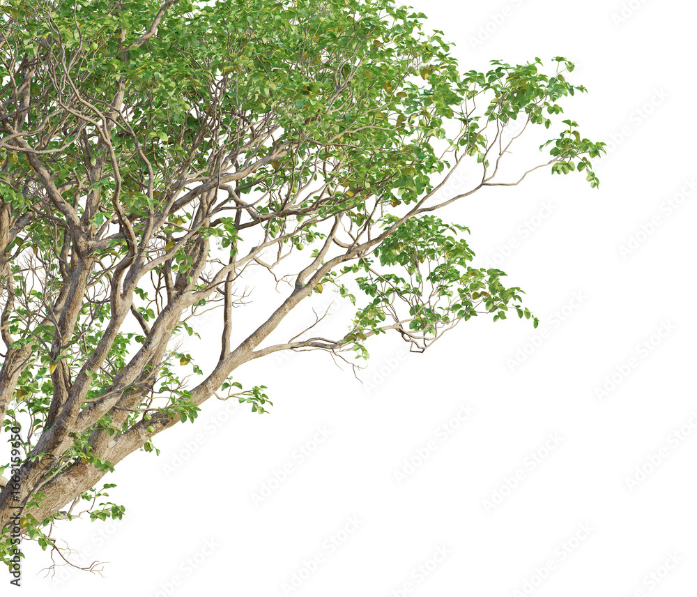 Fototapeta premium Xylocarpus rumphii Tree corner view 4k cutout transparent Tree corner view cutout transparent background