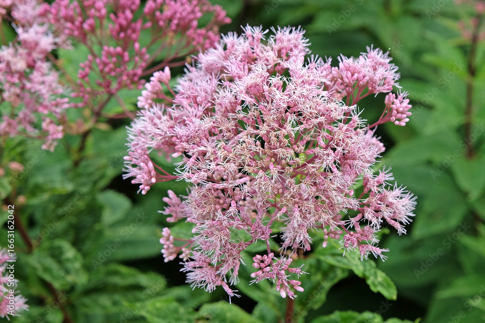 Fototapeta premium Soft pink Eutrochium maculatum, or Spotted Joe Pye weed, ‘Orchard Dene’ in flower.