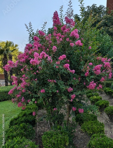 Arbusto Lagerstroemia en jardín de parque público	