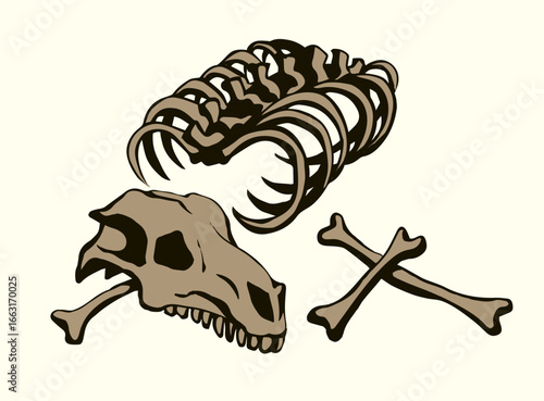 Bones and skull of a horse. Vector drawing
