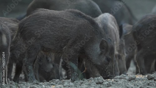 Wild hog piglets rooting in the forest