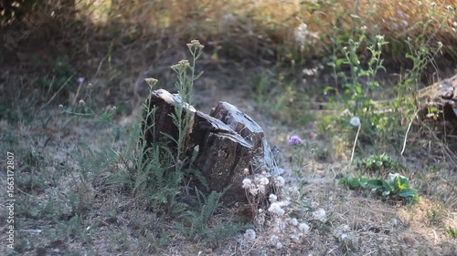Explore stunning footage of a weathered tree stump with wildflowers in a natural setting, shot with a vintage Helios 44-4 58mm lens. Perfect for nature documentaries, environmental videos, or serene b