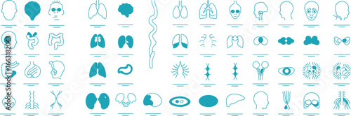Human Anatomy Organs Linear Icons Set, Medical Internal Structure, Blue Design Elements
