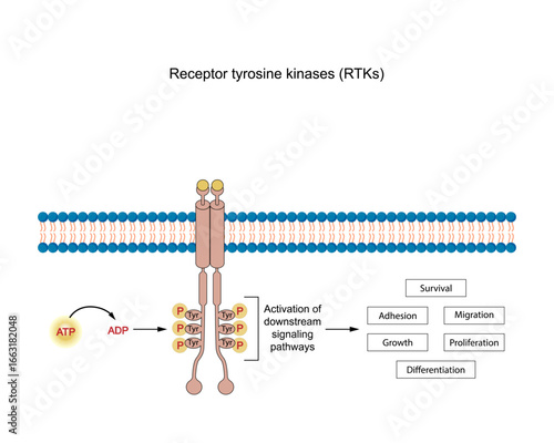 Tyrosine kinase receptors, RTKs. Dimerization, phosphorylation, activation. Cell membrane receptors for ligands as growth factors and cytokines. Insulin receptor. Vector illustration.	