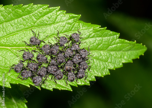 Obraz na plátně Brown marmorated stink bugs on a leaf
