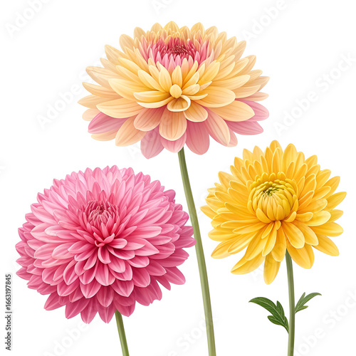 pink and yellow chrysanthemum