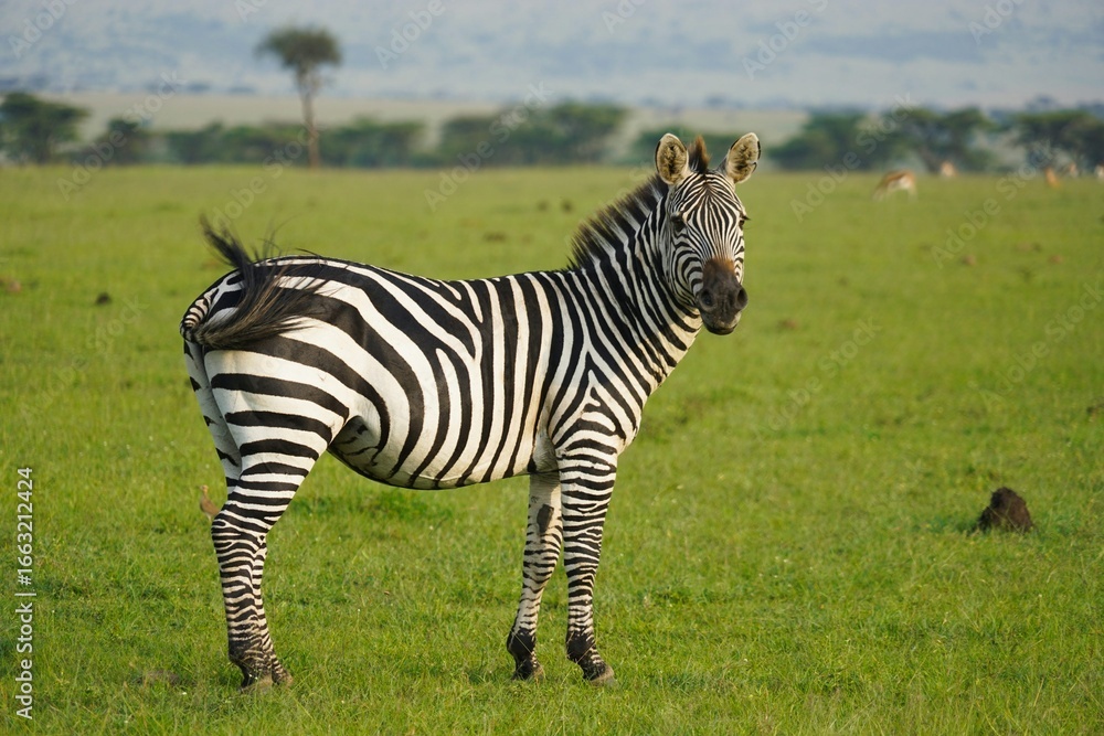 Naklejka premium zebra in the grass