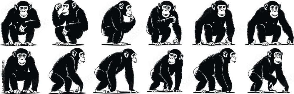 Fototapeta premium Chimpanzee, monkey, ape, primate, wildlife, animal, illustration, cartoon, drawing, pose, sitting, standing, crouching, holding, object, jungle, nature, behavior, art, character