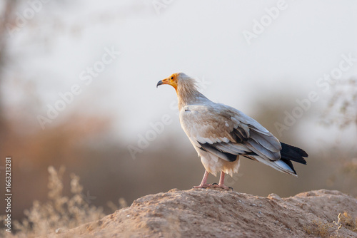 Schilderij op canvas Egyptian vulture (Neophron percnopterus) perched on arid ground in India