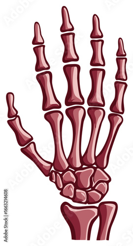 Human hand skeleton illustration bones anatomy diagram medical study