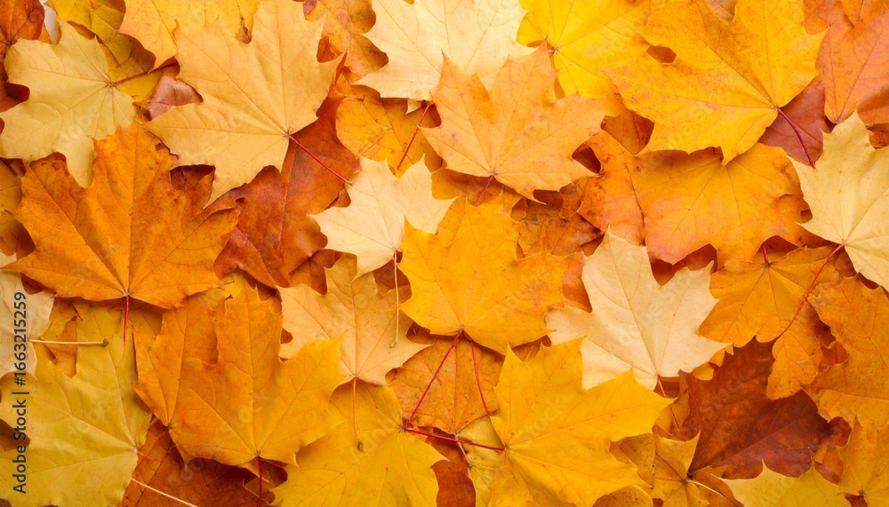 Autumn leaves, vibrant colors, fallen maple leaves, covering the ground. Autumn leaves, vibrant colors, fallen maple leaves, covering the ground.