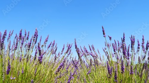 Dolly shot of lavender flowers on field and blue sky. Provence landscape in France.
