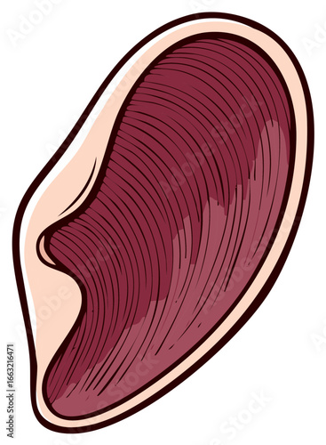 Vibrant vector illustration of human ear anatomy highlighting outer structure and hearing sense