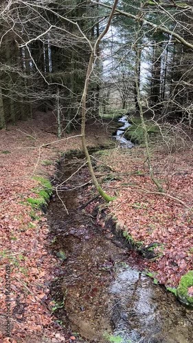 small river in the forest