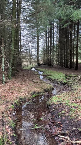 small river in the forest