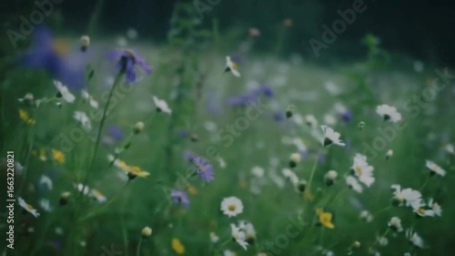 Floral Whispers: A vibrant meadow alive with wildflowers swaying gently in the breeze, painted with light and color, inviting you to lose yourself in its tranquility.