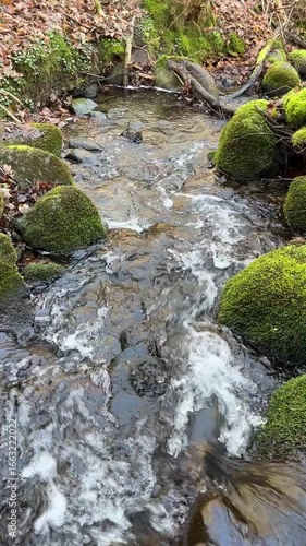 small river in the forest