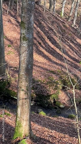 stream in the forest