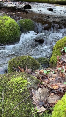 stream in the forest
