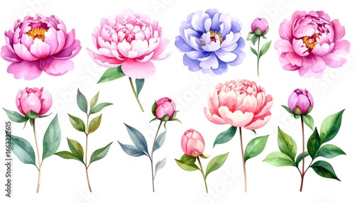 Wallpaper Mural Watercolor peony floral arrangement Torontodigital.ca