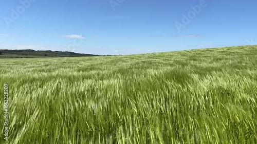 green grass and blue sky