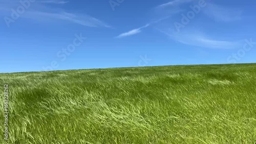 green grass and blue sky