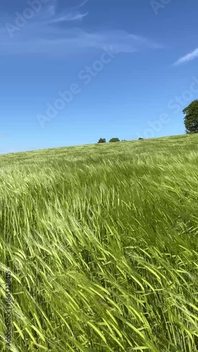 green field and blue sky