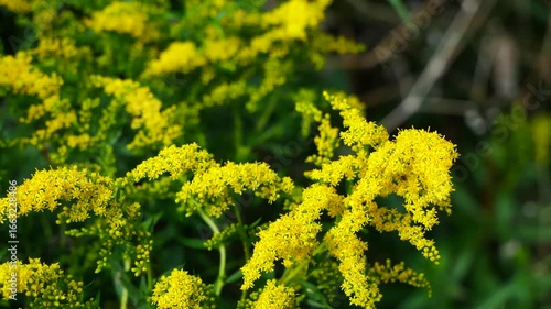 A tattered red admiral butterfly feeds on nectar from a goldenrod flower..