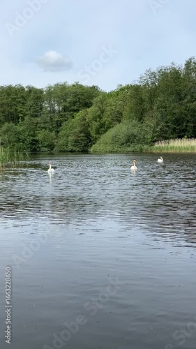 white swan on the lake