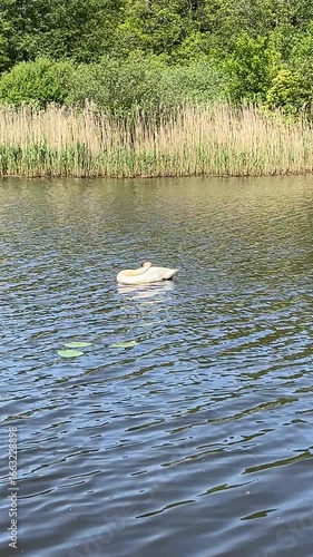 white swan on the lake