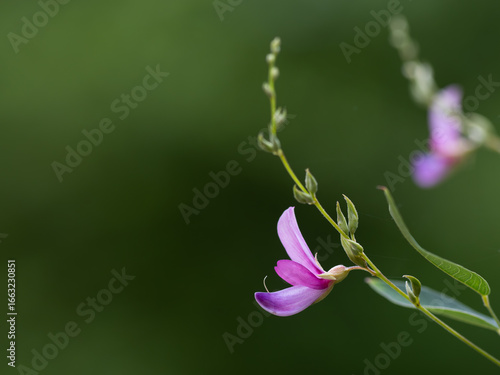 秋の七草の萩の花