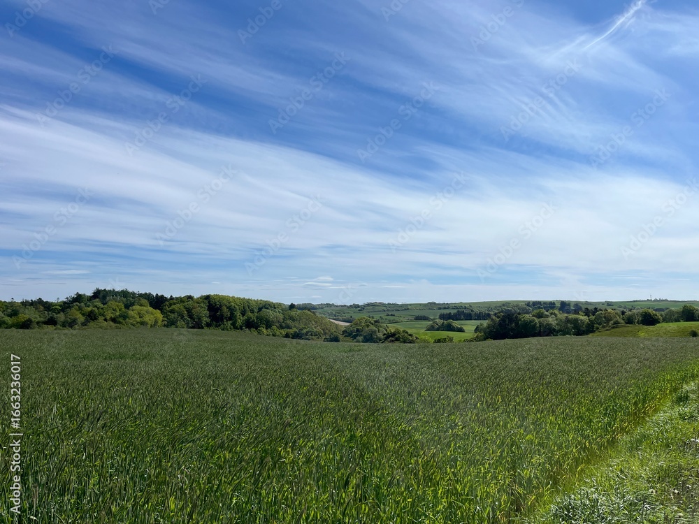 Fototapeta premium green field with blue sky