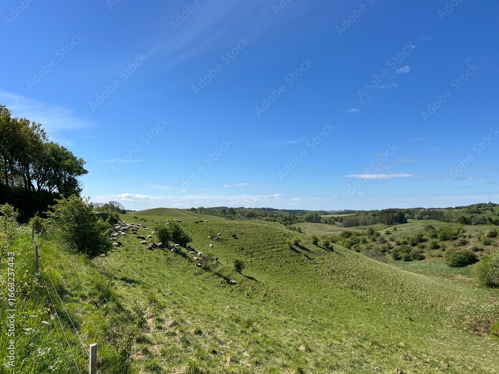 Obraz premium flock of sheep on the meadow