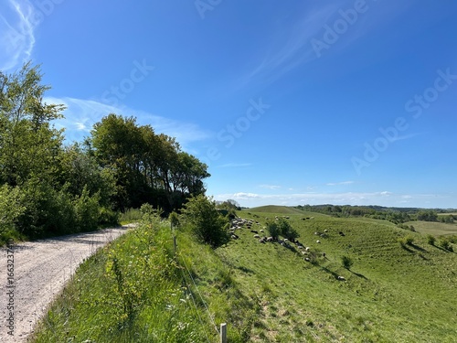 flock of sheep on the meadow
