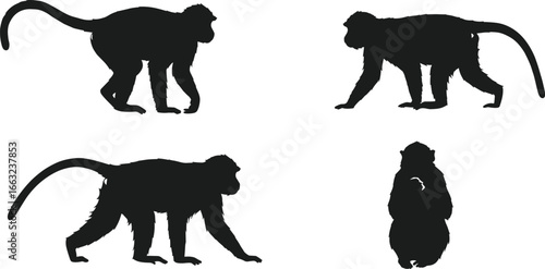 Photography Black monkey silhouettes in various poses, walking and sitting, wildlife animal
