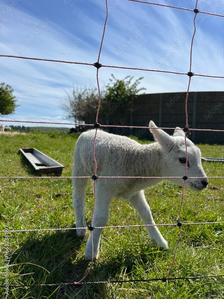 Obraz premium lamb in the field