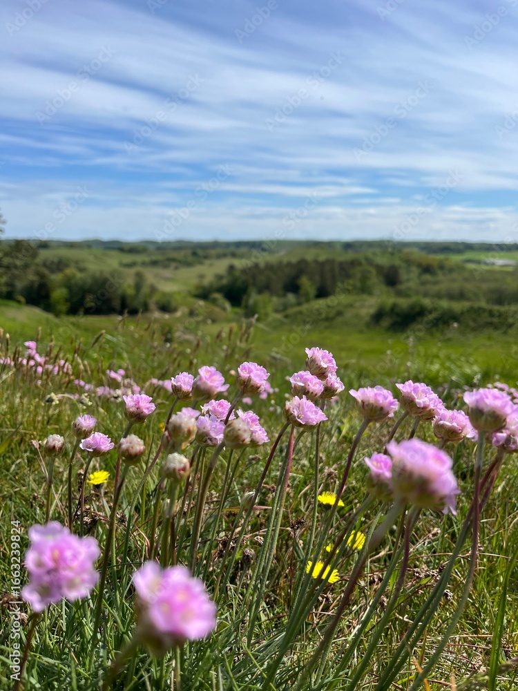 Obraz premium flowers in the field