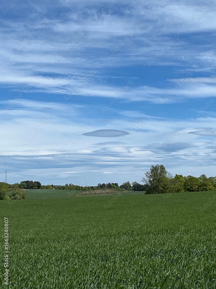 Fototapeta premium green grass and blue sky