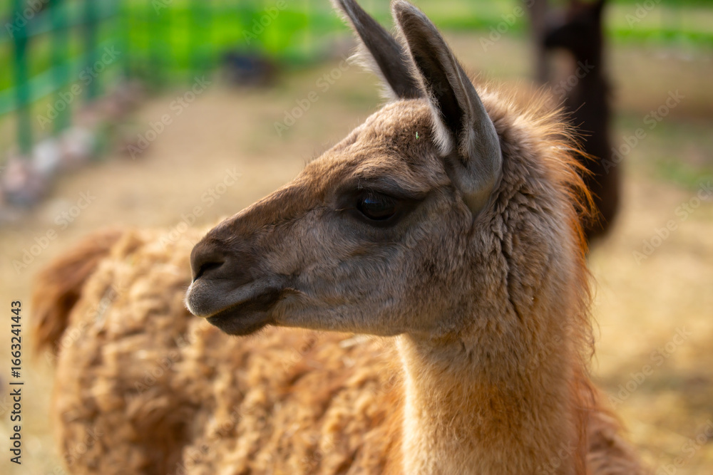Obraz premium Llama animal close-up. Alpaca on the background of nature.