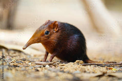 Close-up of young elephant shrew rhynchocyon petersi on sandy ground in side view