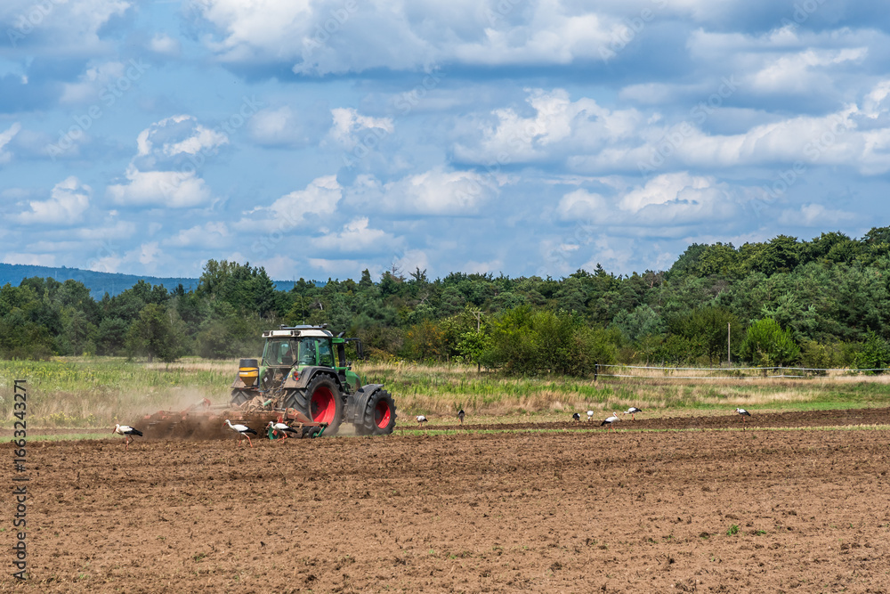 Obraz premium Several storks follow a tractor that is plowing a field
