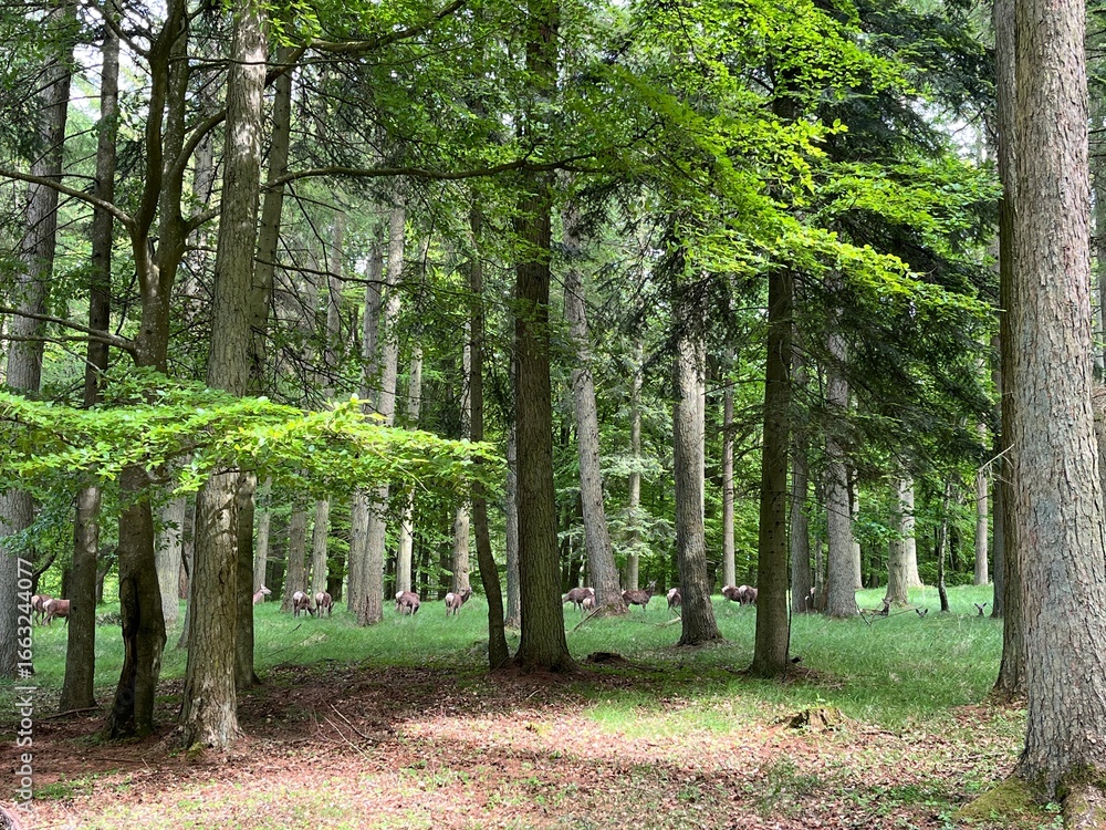 Fototapeta premium red deers in the forest