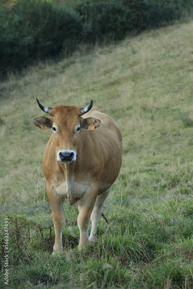 cow in the field cow in the field