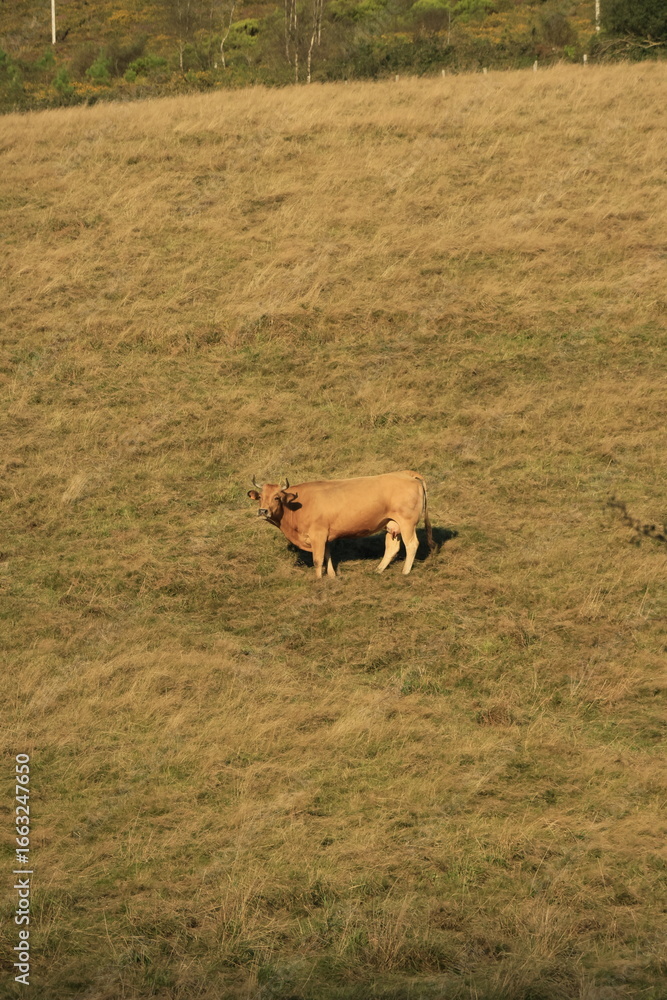 Fototapeta premium dog in the water