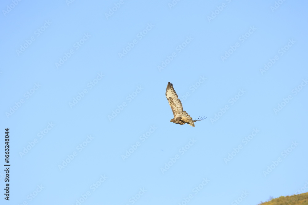 Fototapeta premium hawk in flight